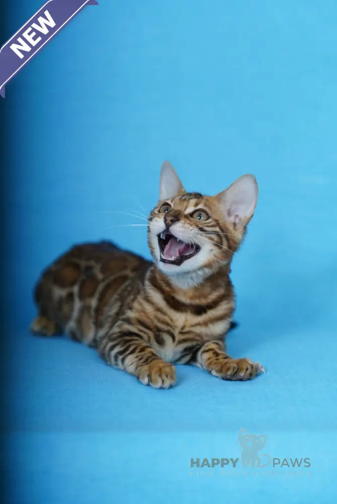 Katarina Bengal female black spotted tabby live animals