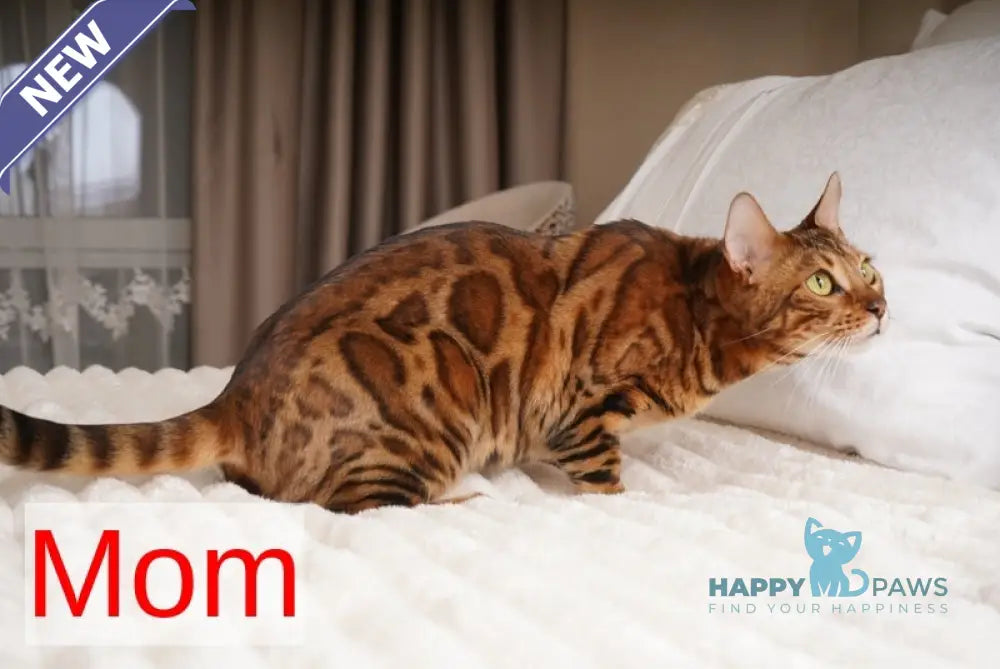 Katarina Bengal female black spotted tabby live animals