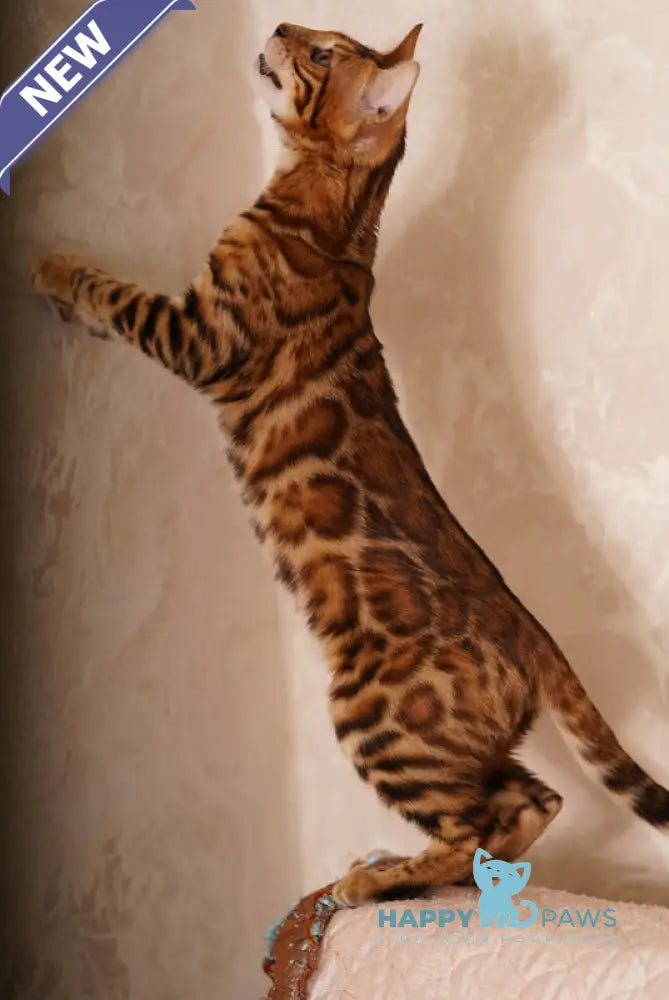 Katarina Bengal female black spotted tabby live animals