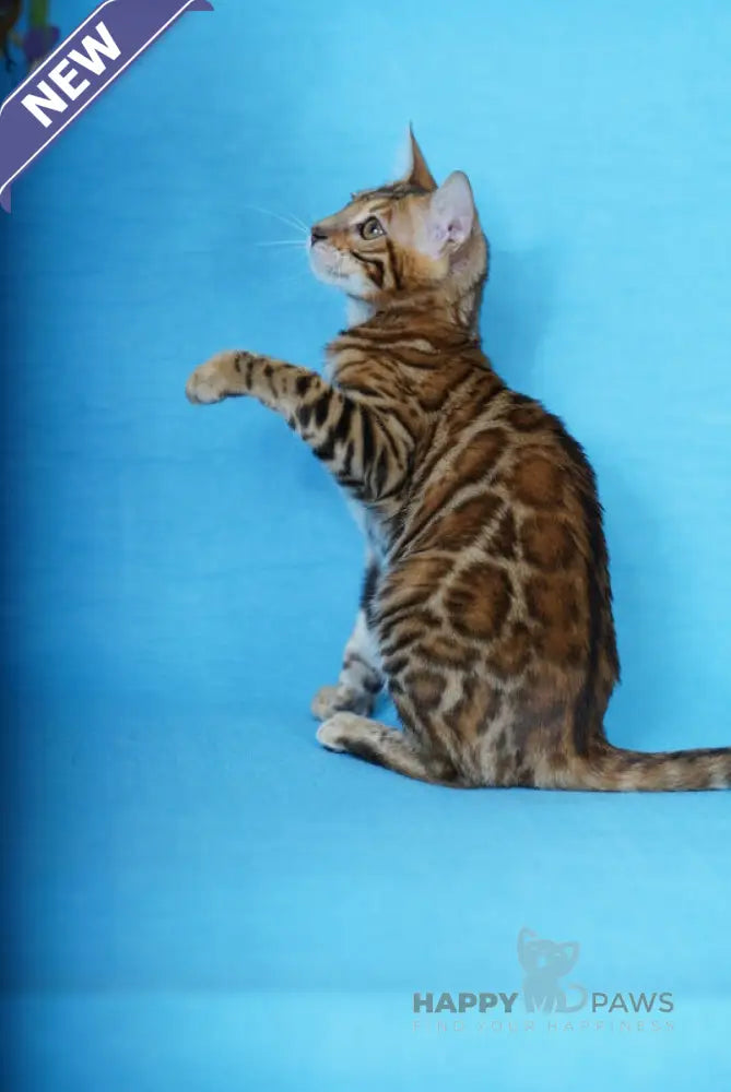 Katarina Bengal female black spotted tabby live animals