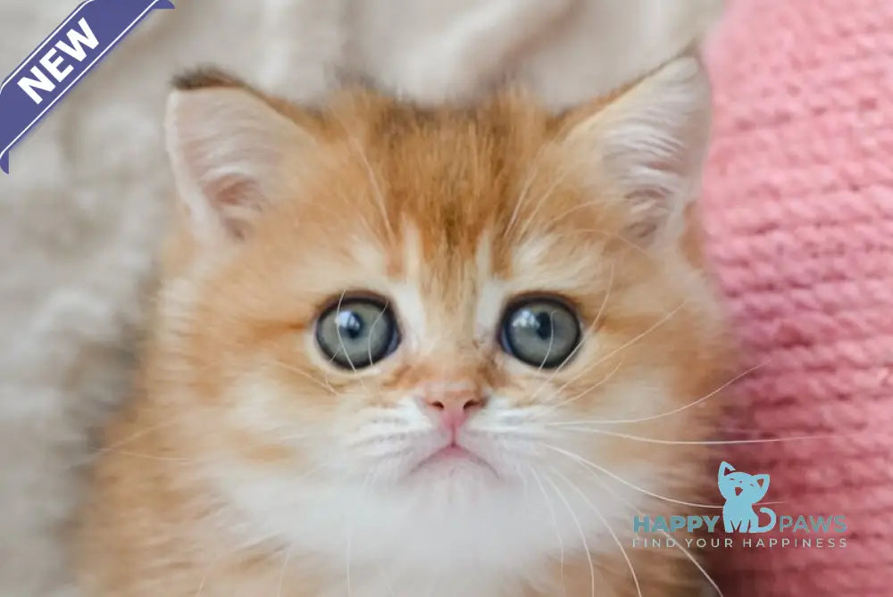 Kate British Shorthair female black golden shaded live animals