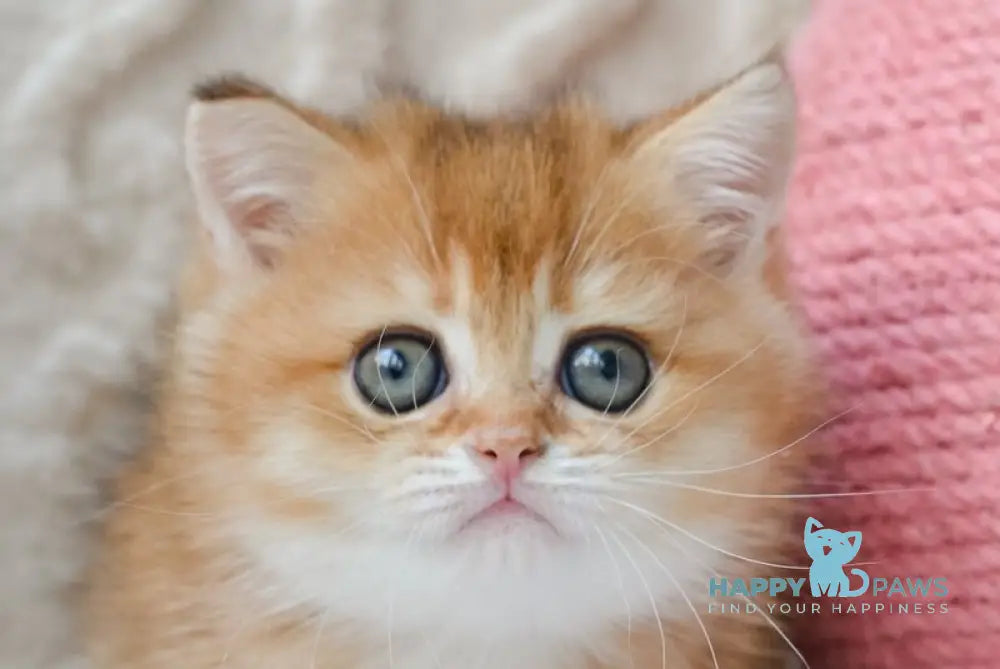Kate British Shorthair female black golden shaded live animals