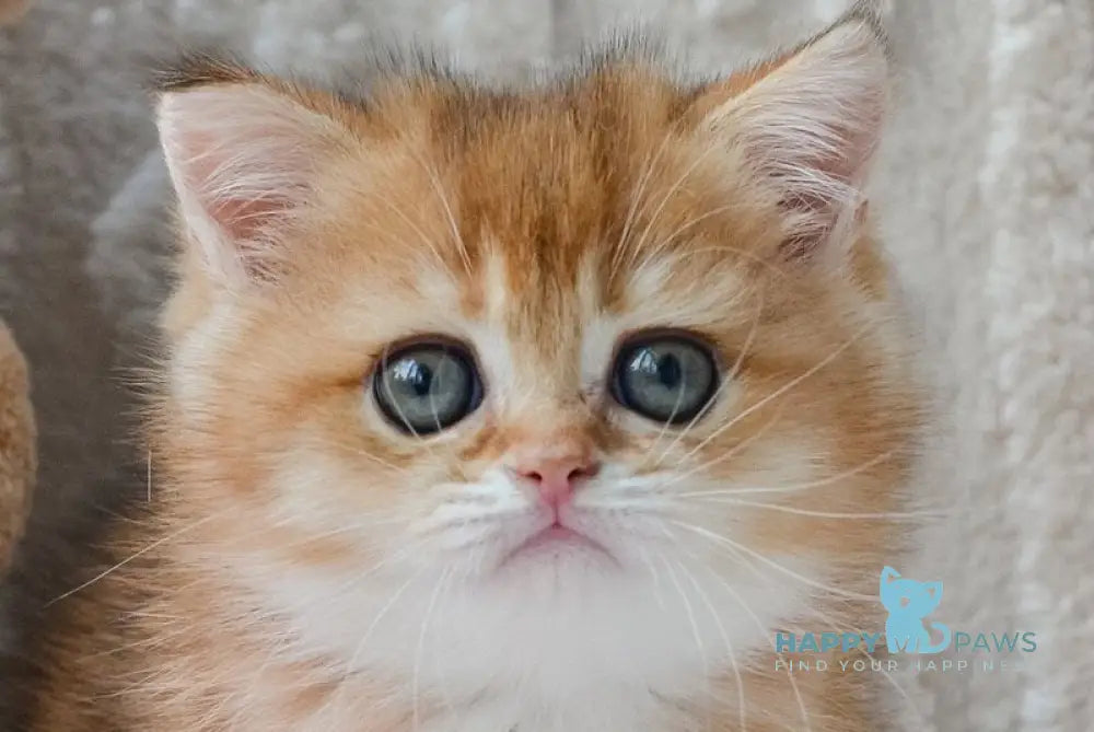 Kate British Shorthair female black golden shaded live animals