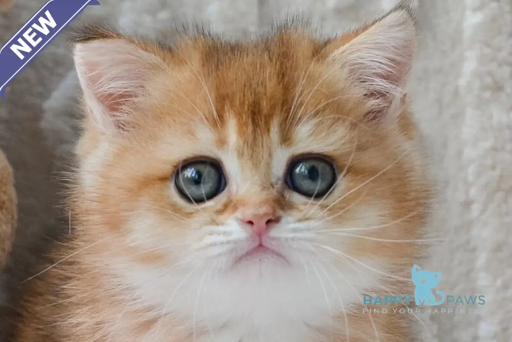 Kate British Shorthair female black golden shaded live animals
