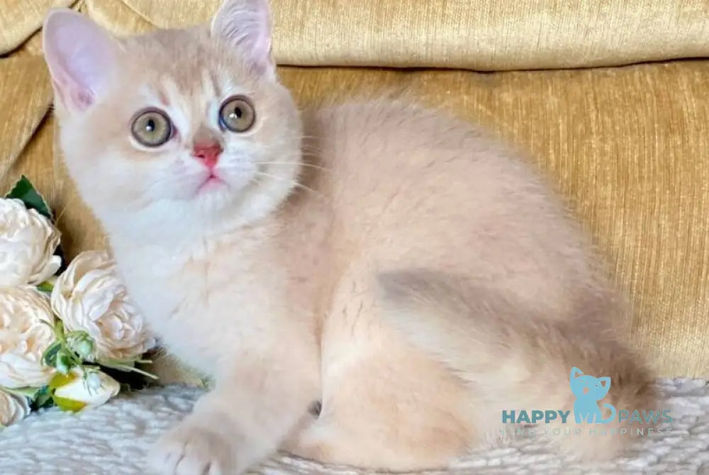 Kate British Shorthair female lilac golden shaded live animals