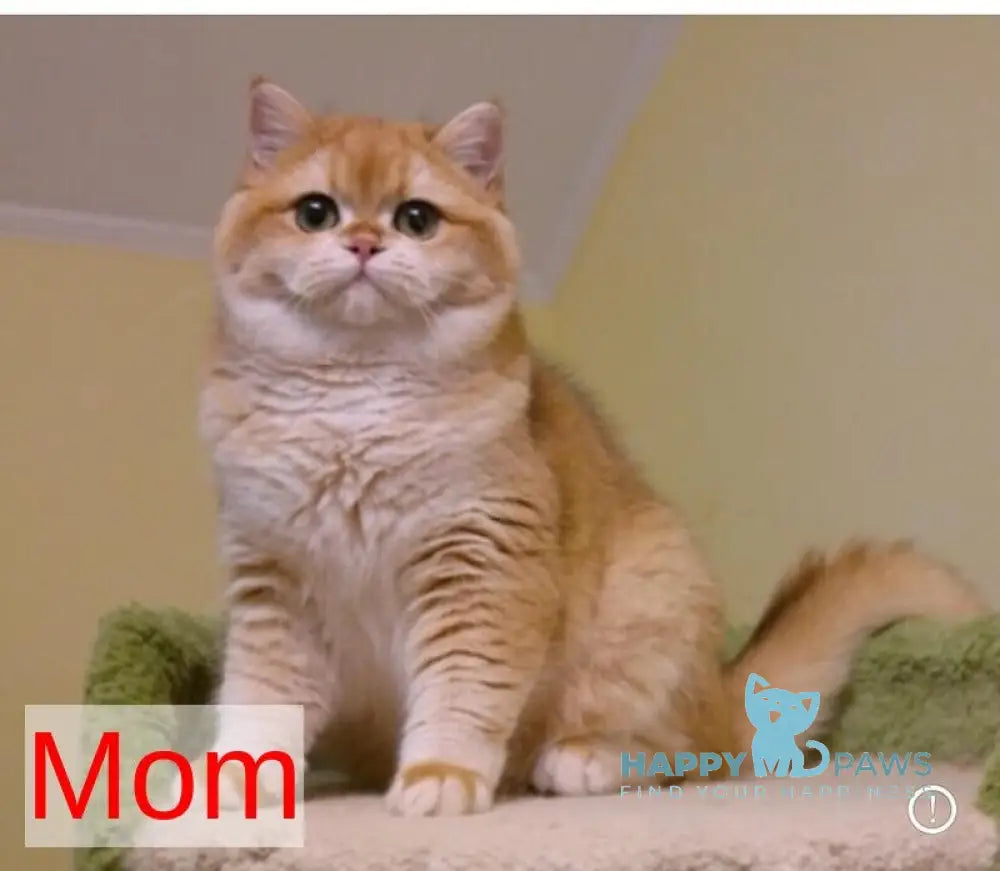 Kate British Shorthair female lilac golden shaded live animals