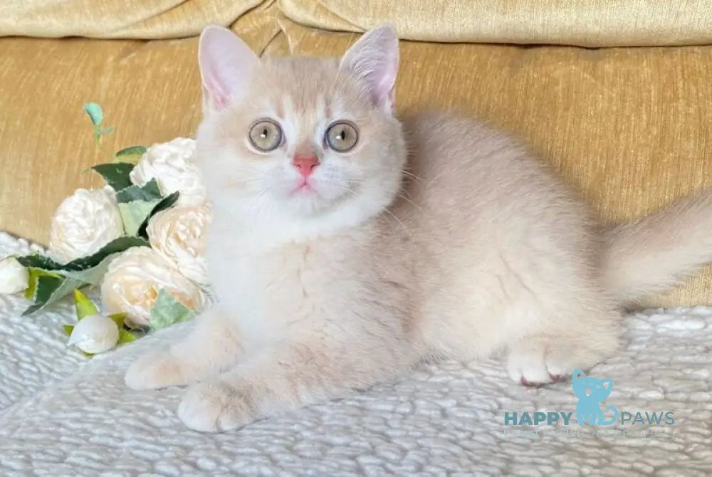 Kate British Shorthair female lilac golden shaded live animals