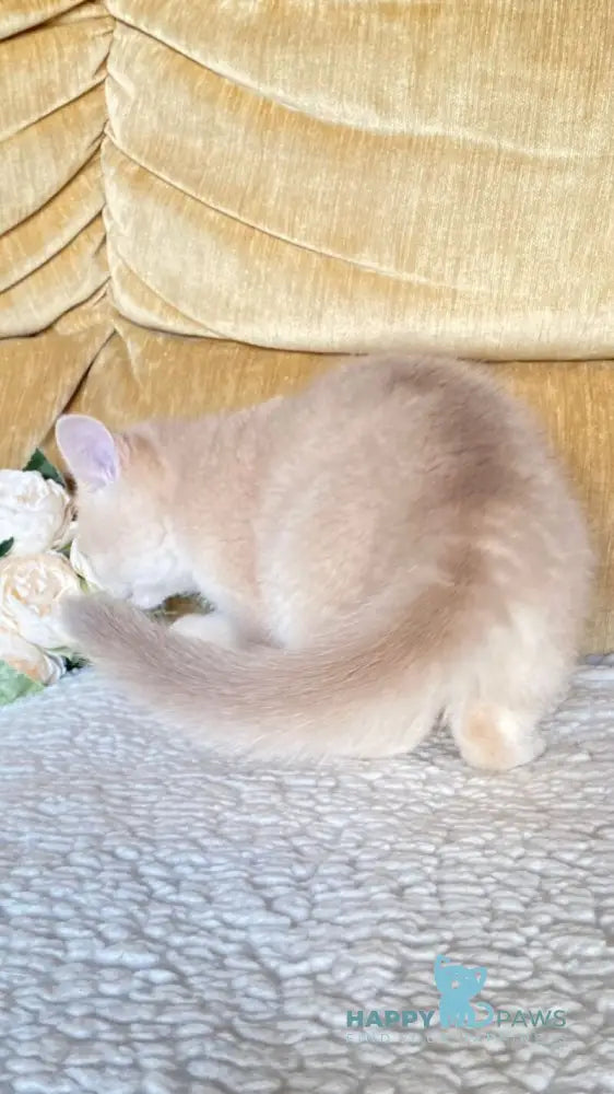Kate British Shorthair female lilac golden shaded live animals