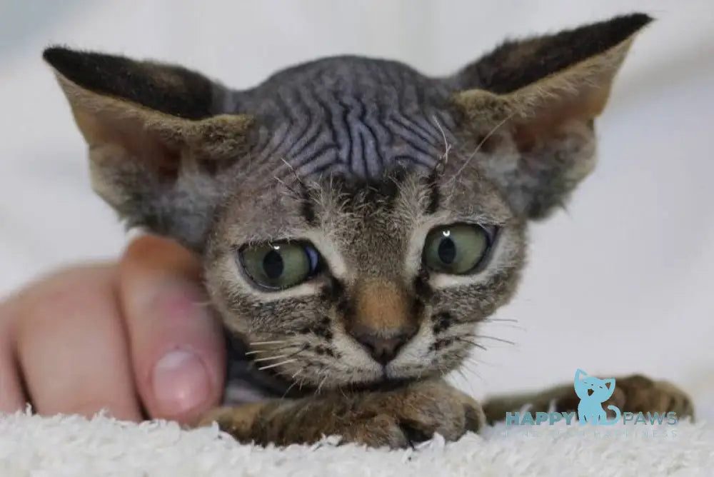 Kate Devon Rex female black spotted tabby live animals
