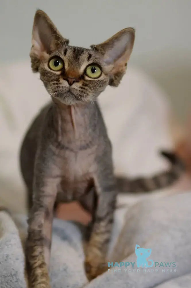 Kate Devon Rex female black spotted tabby live animals