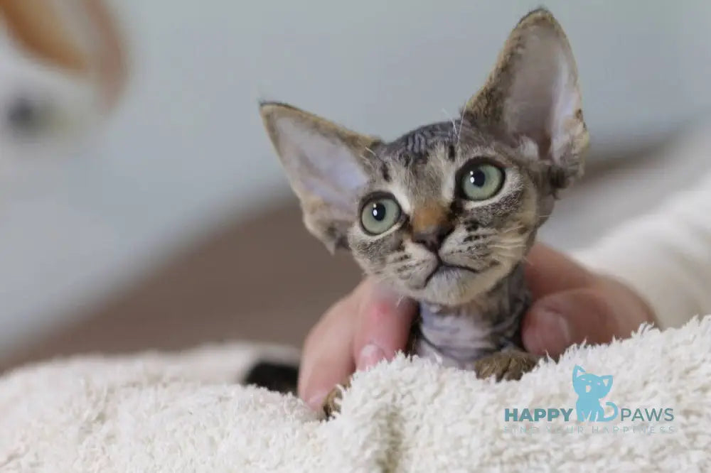Kate Devon Rex female black spotted tabby live animals