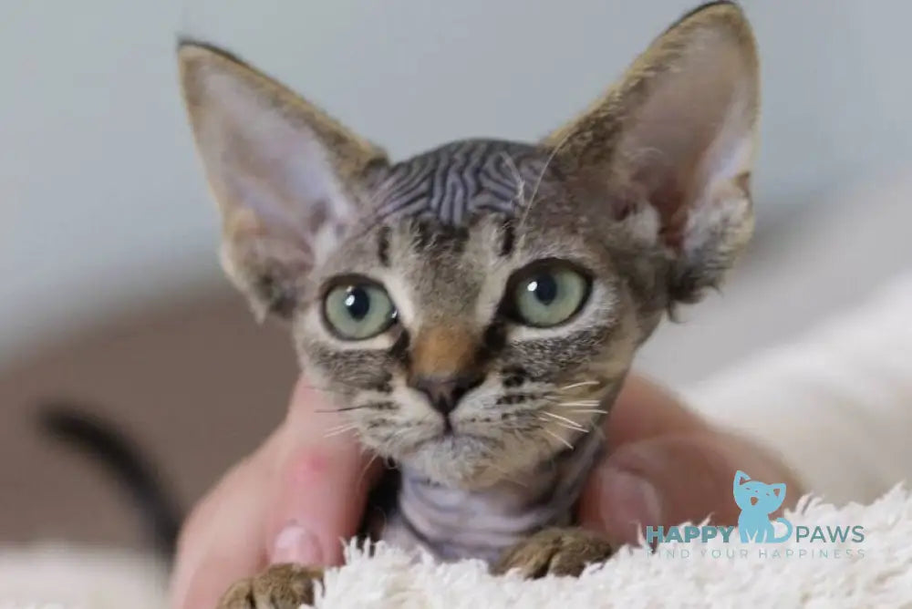 Kate Devon Rex female black spotted tabby live animals