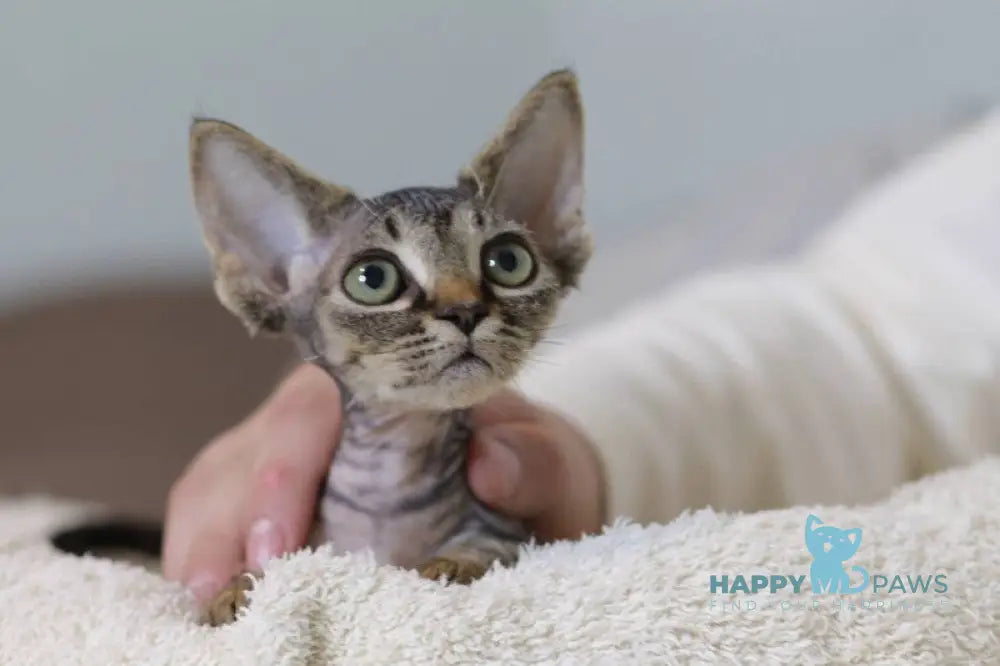 Kate Devon Rex female black spotted tabby live animals