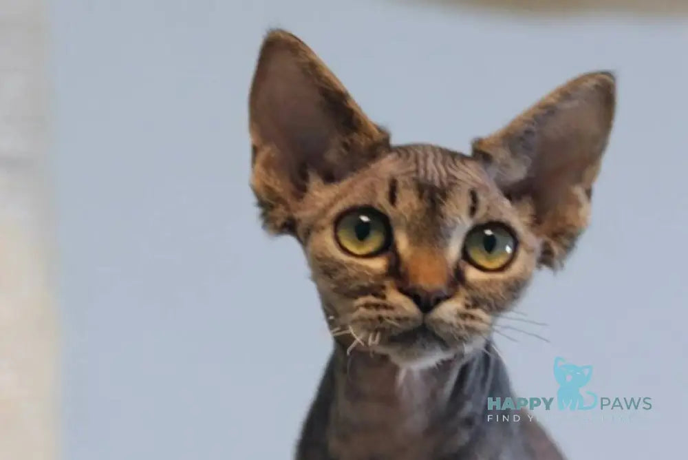 Kate Devon Rex female black spotted tabby live animals