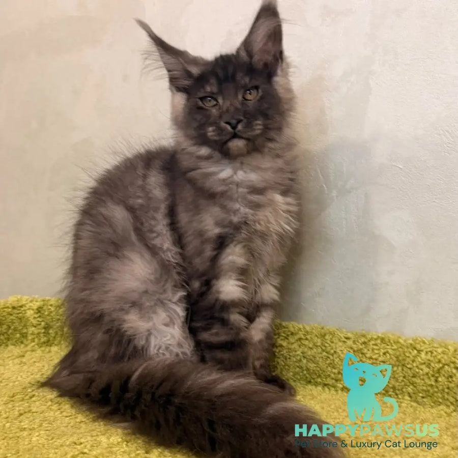 Katherine Maine Coon female black silver - live animals