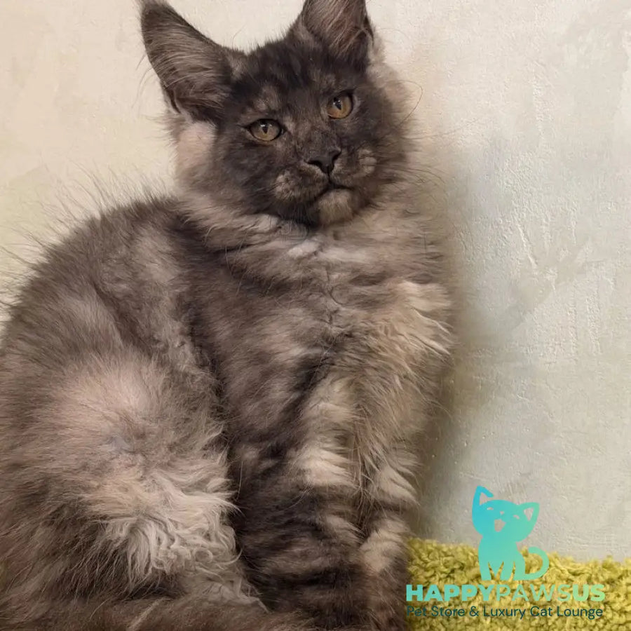 Katherine Maine Coon female black silver - live animals