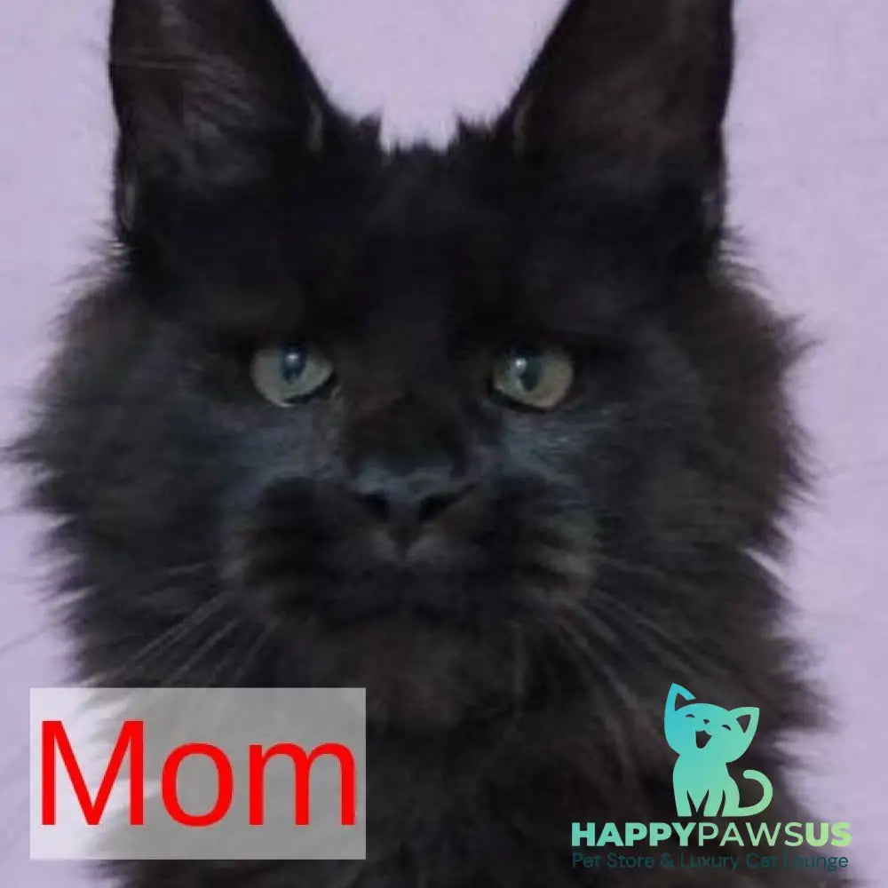 Katherine Maine Coon female black silver - live animals