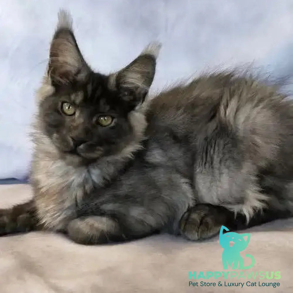 Katherine Maine Coon female black silver - live animals