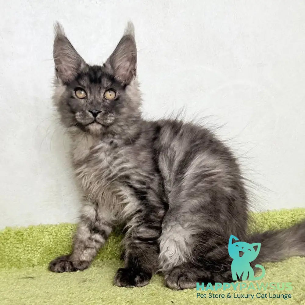 Katherine Maine Coon female black silver - live animals