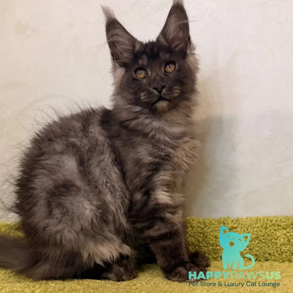 Katherine Maine Coon female black silver - live animals