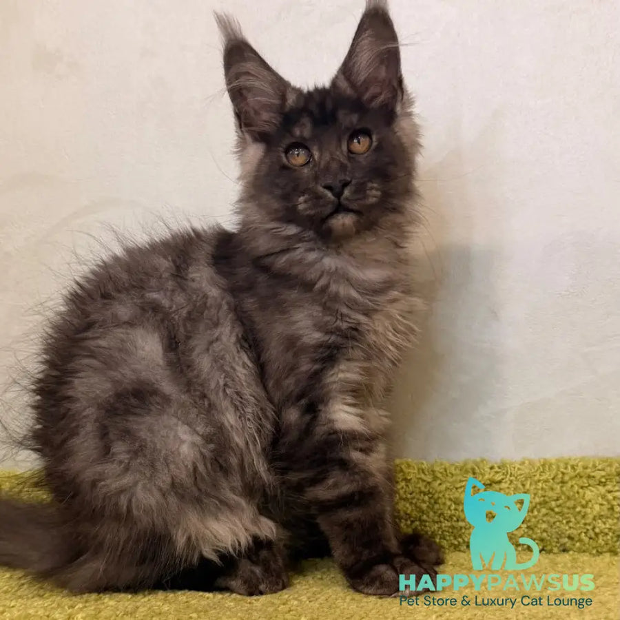Katherine Maine Coon female black silver - live animals