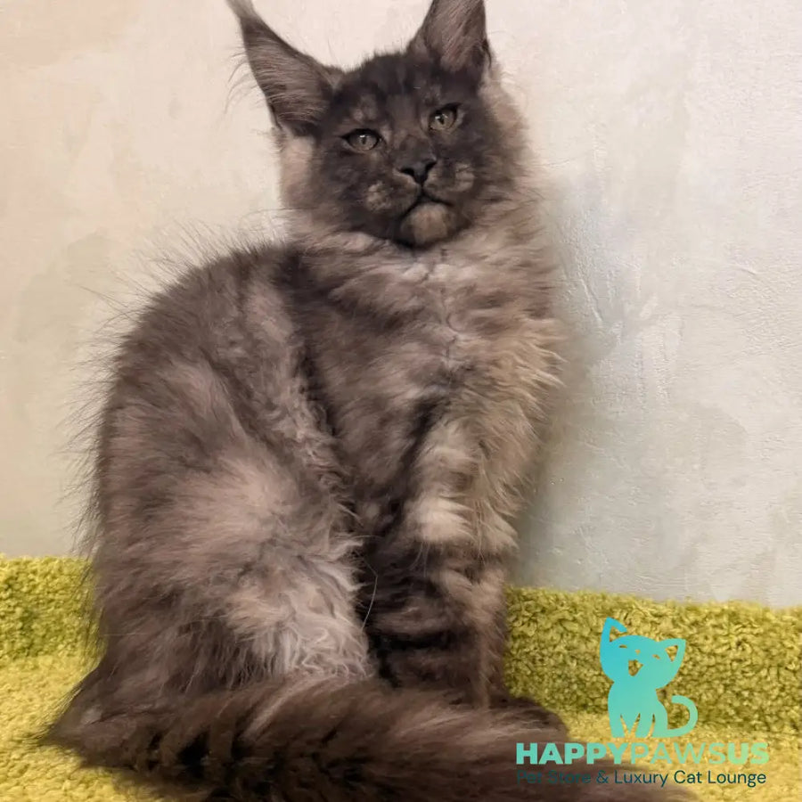 Katherine Maine Coon female black silver - live animals