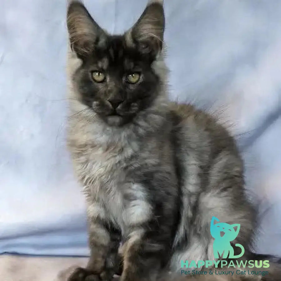 Katherine Maine Coon female black silver - live animals