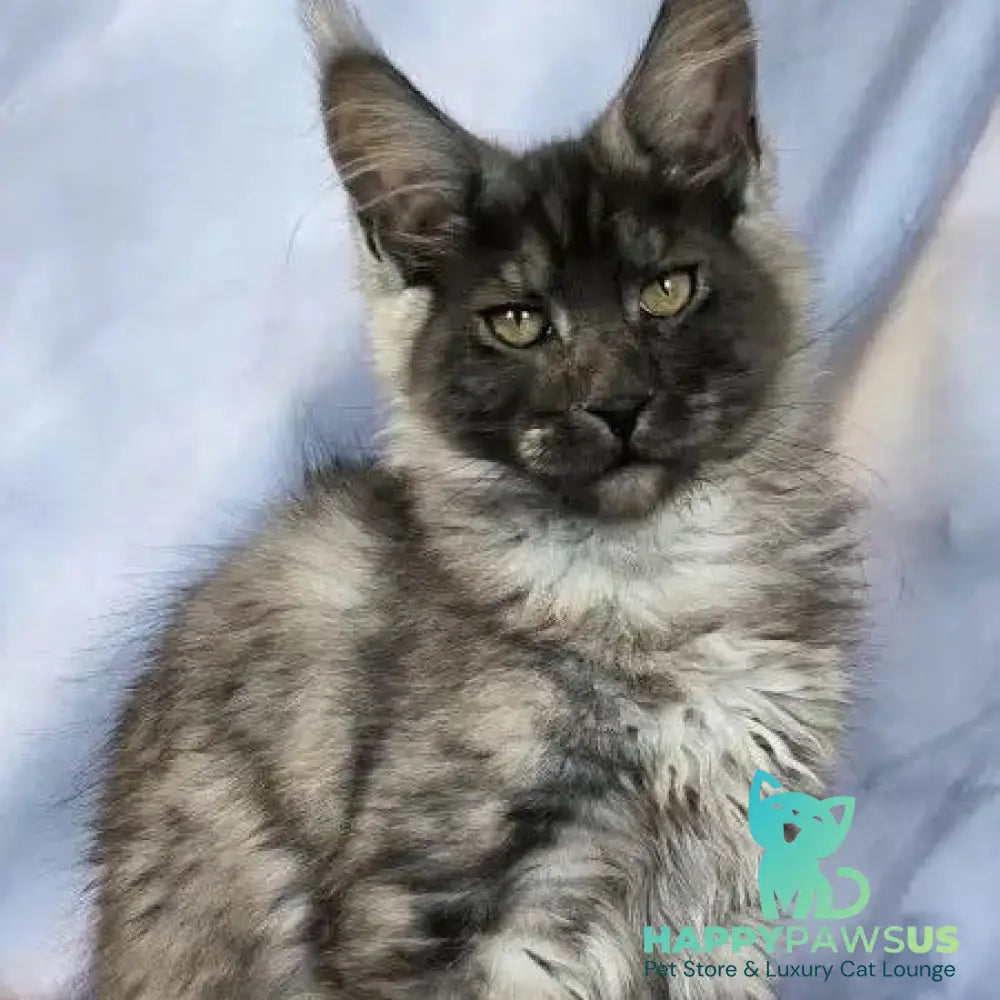 Katherine Maine Coon female black silver - live animals