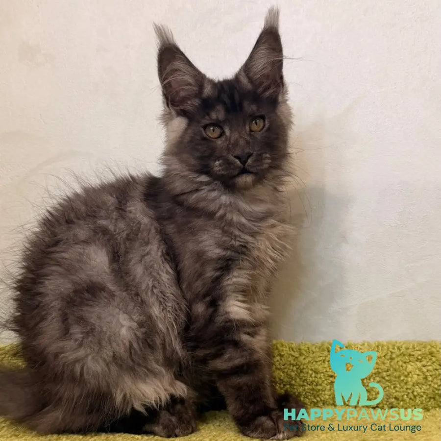 Katherine Maine Coon female black silver - live animals