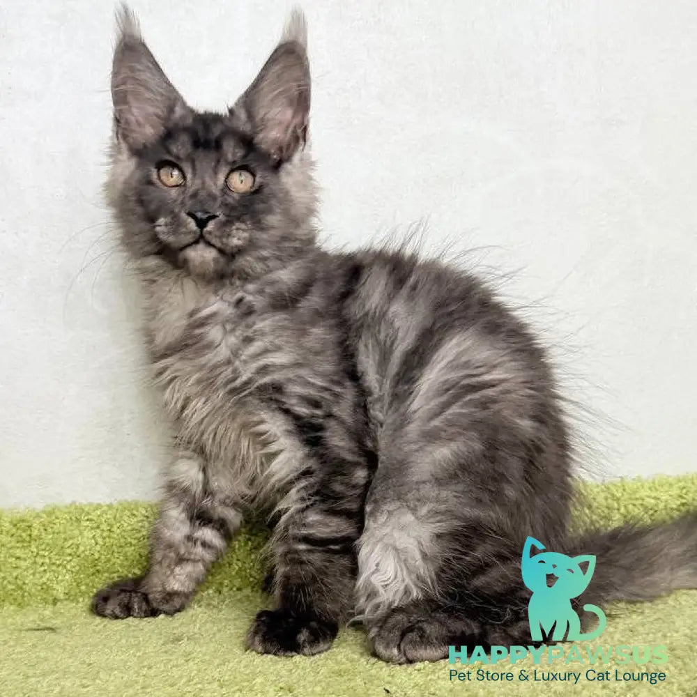 Katherine Maine Coon female black silver - live animals