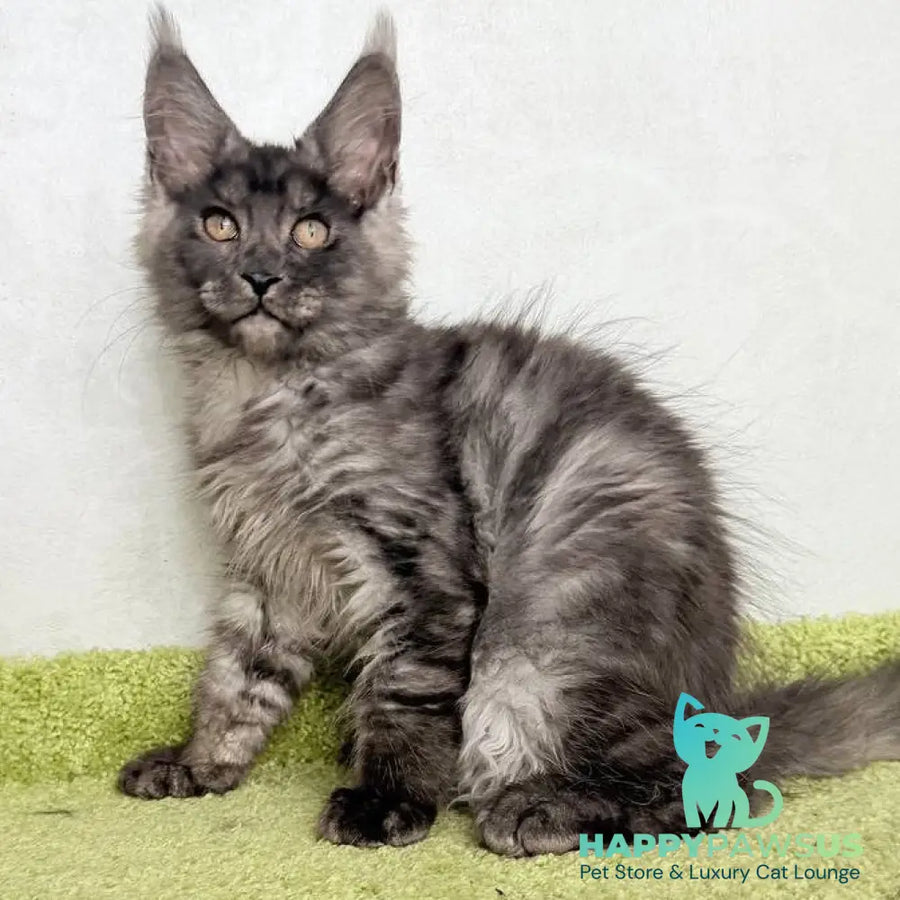 Katherine Maine Coon female black silver - live animals