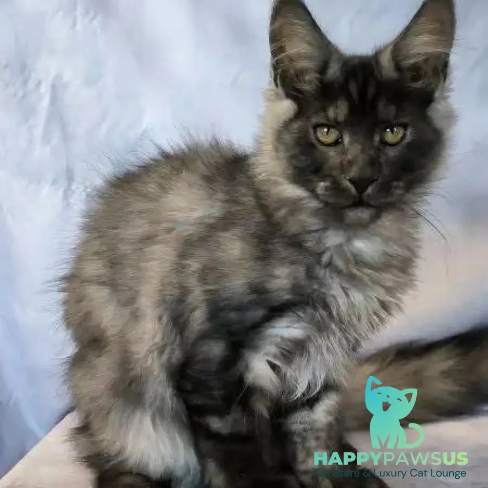 Katherine Maine Coon female black silver - live animals