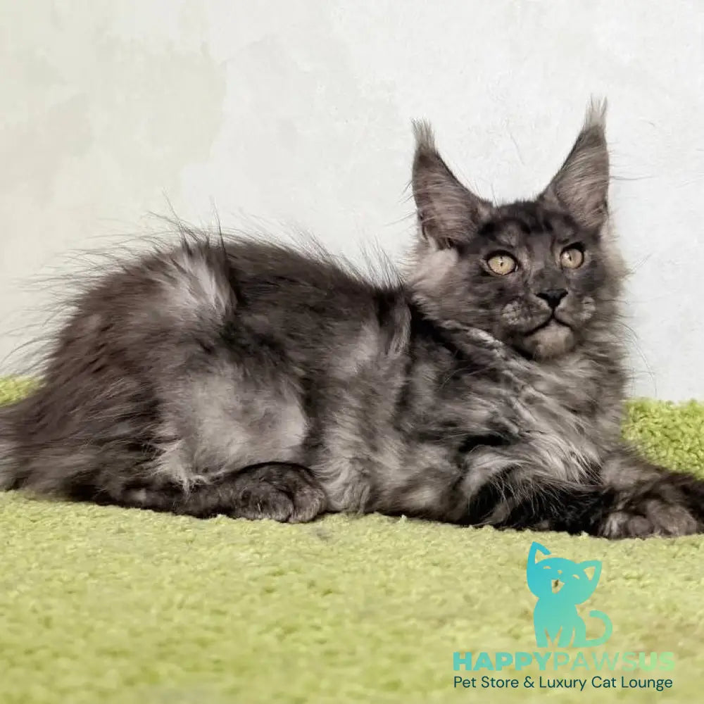 Katherine Maine Coon female black silver - live animals