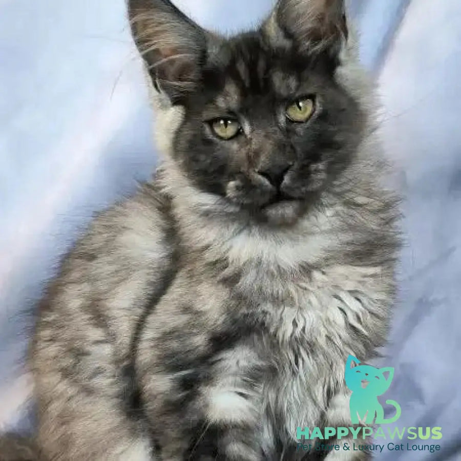 Katherine Maine Coon female black silver - live animals