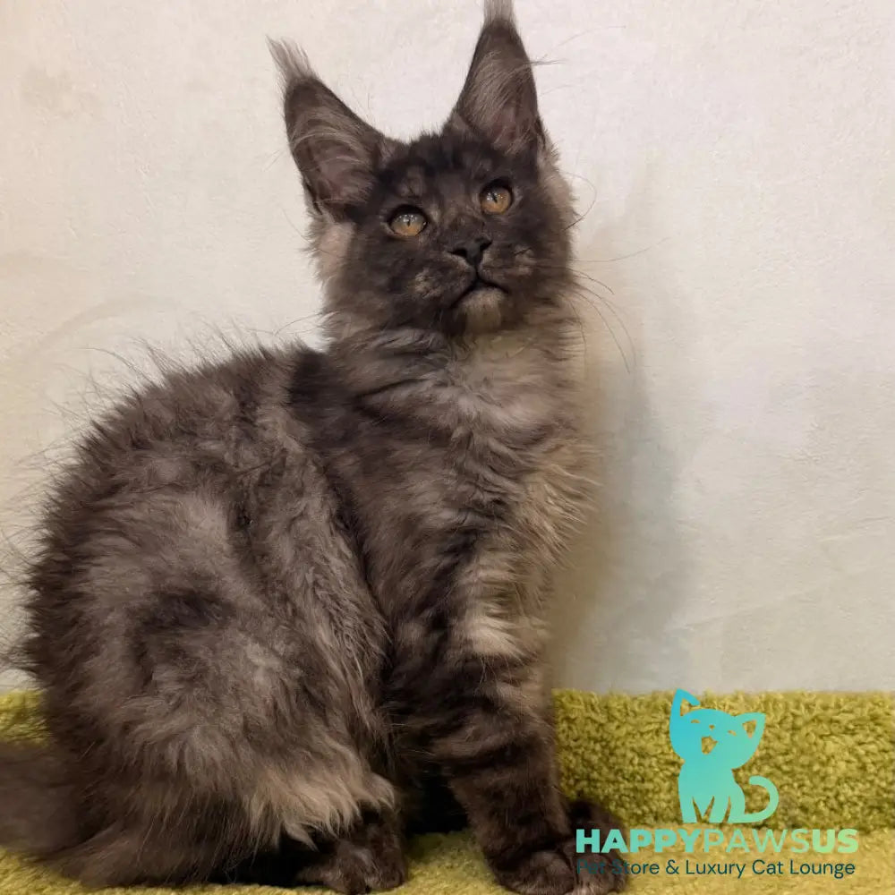 Katherine Maine Coon female black silver - live animals