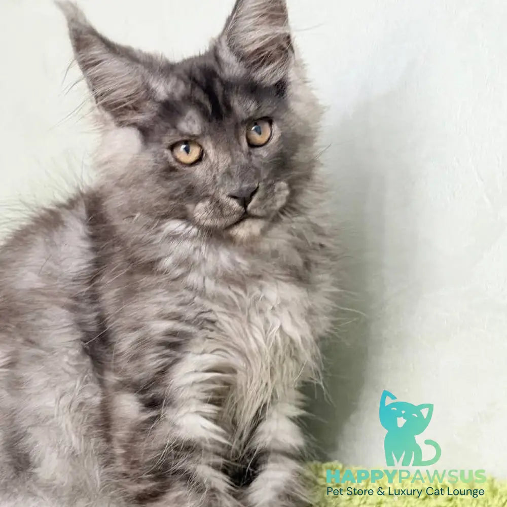 Katherine Maine Coon female black silver - live animals