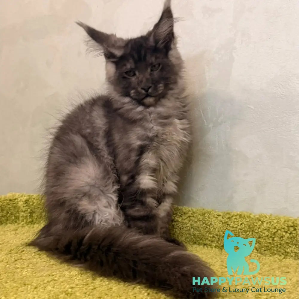Katherine Maine Coon female black silver - live animals