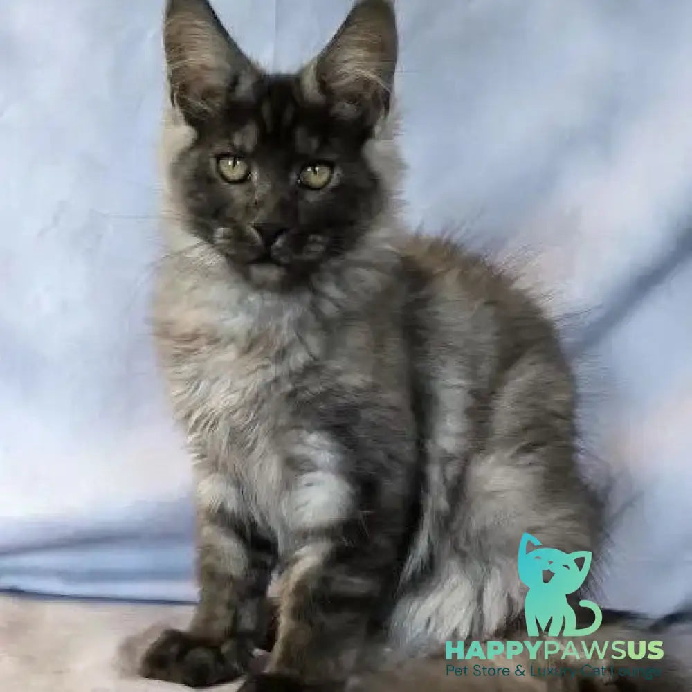 Katherine Maine Coon female black silver - live animals