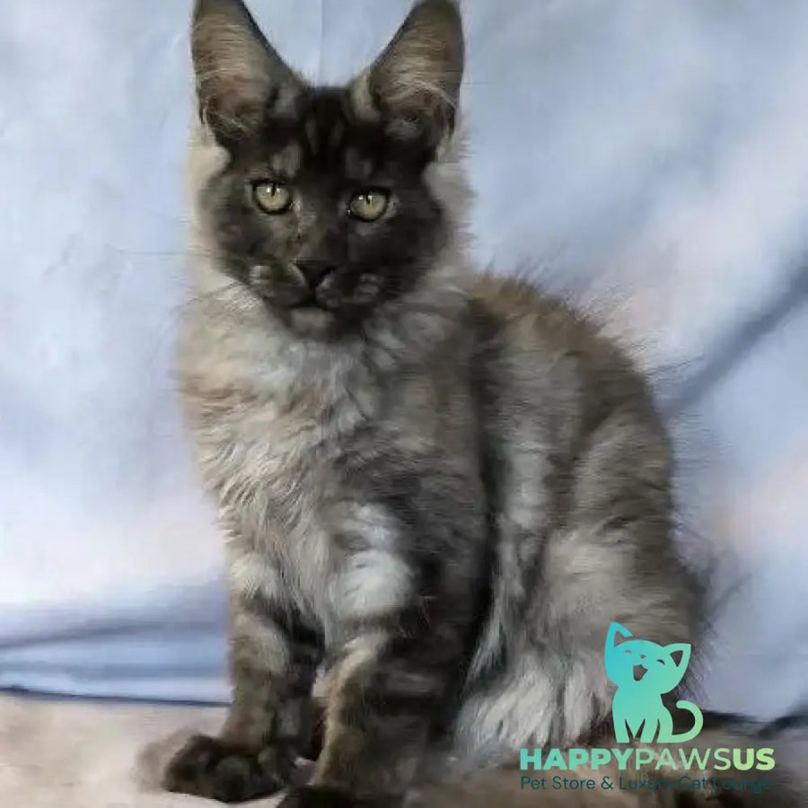 Katherine Maine Coon female black silver - live animals