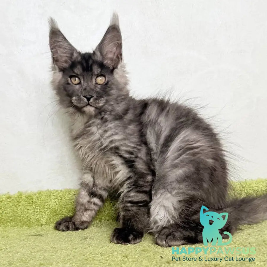 Katherine Maine Coon female black silver - live animals