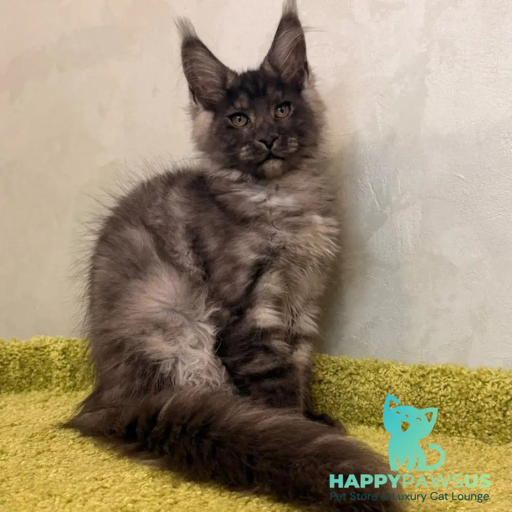 Katherine Maine Coon female black silver - live animals