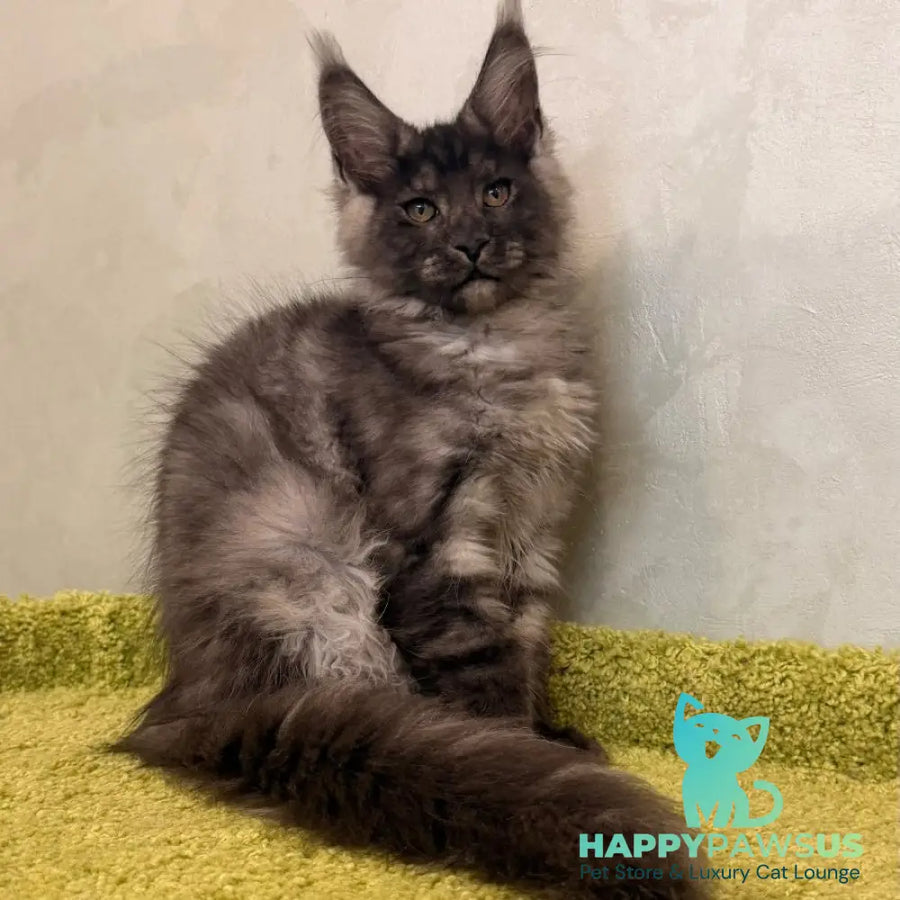 Katherine Maine Coon female black silver - live animals