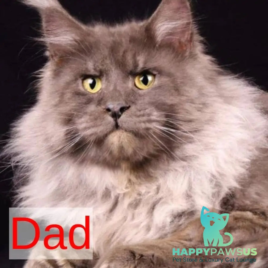 Katherine Maine Coon female black silver - live animals