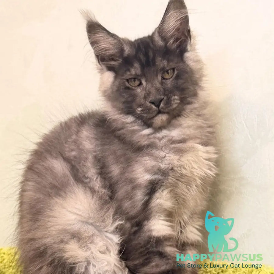 Katherine Maine Coon female black silver - live animals