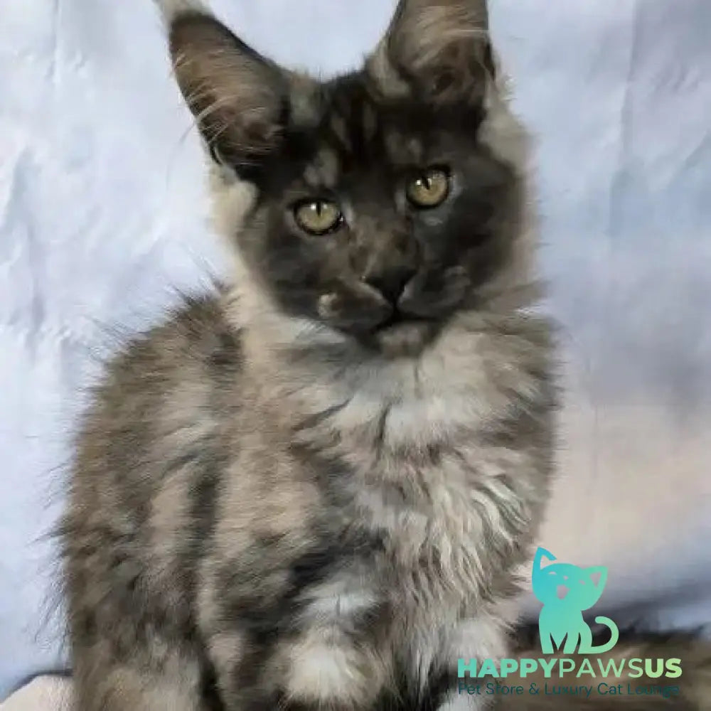 Katherine Maine Coon female black silver - live animals