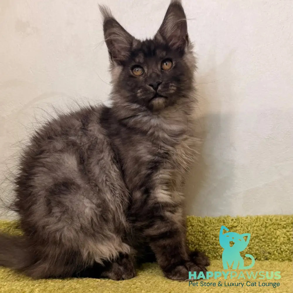 Katherine Maine Coon female black silver - live animals