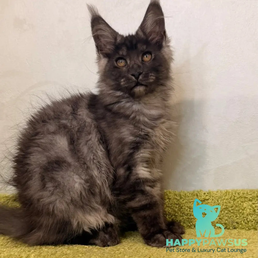 Katherine Maine Coon female black silver - live animals