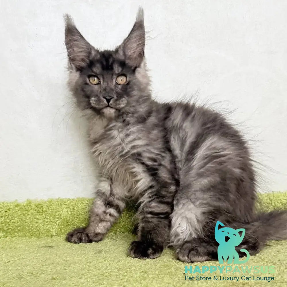 Katherine Maine Coon female black silver - live animals