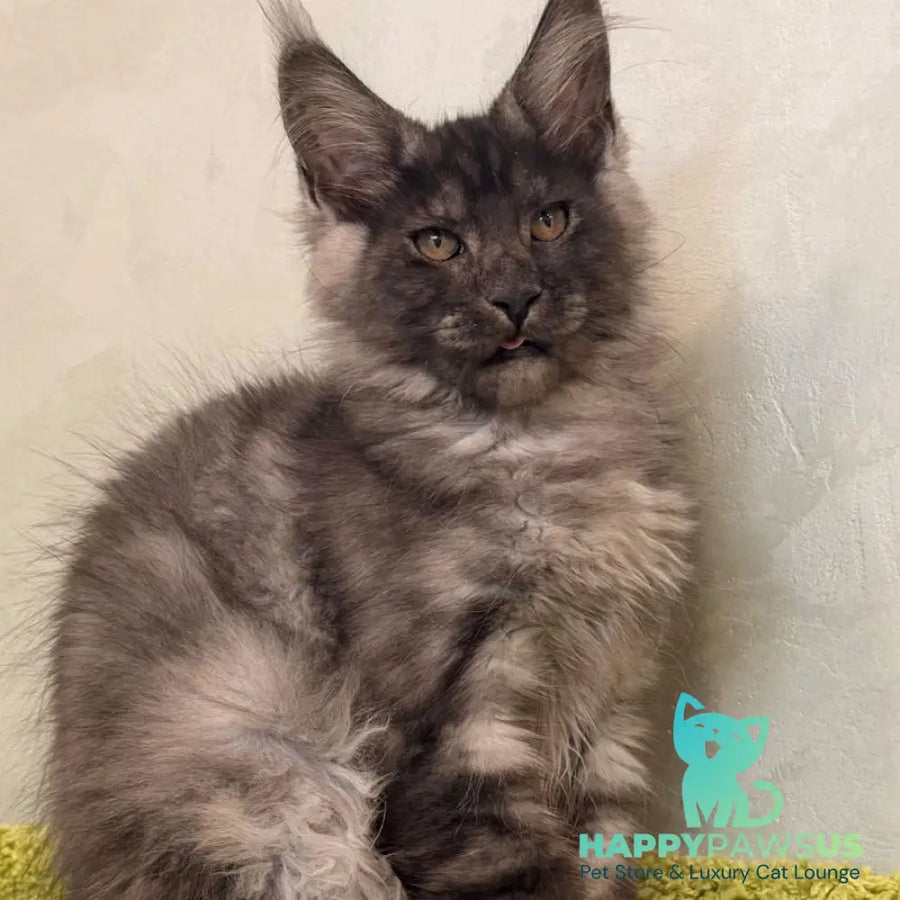 Katherine Maine Coon female black silver - live animals