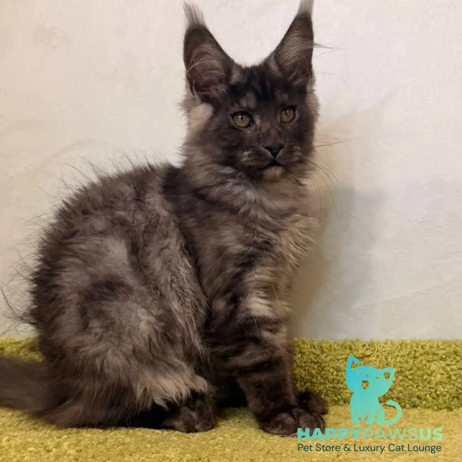 Katherine Maine Coon female black silver - live animals